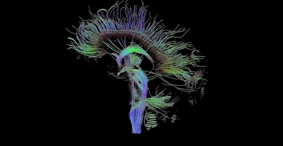 Savanţii pun la cale un proiect ştiinţific grandios: identificarea tuturor conexiunilor din creier