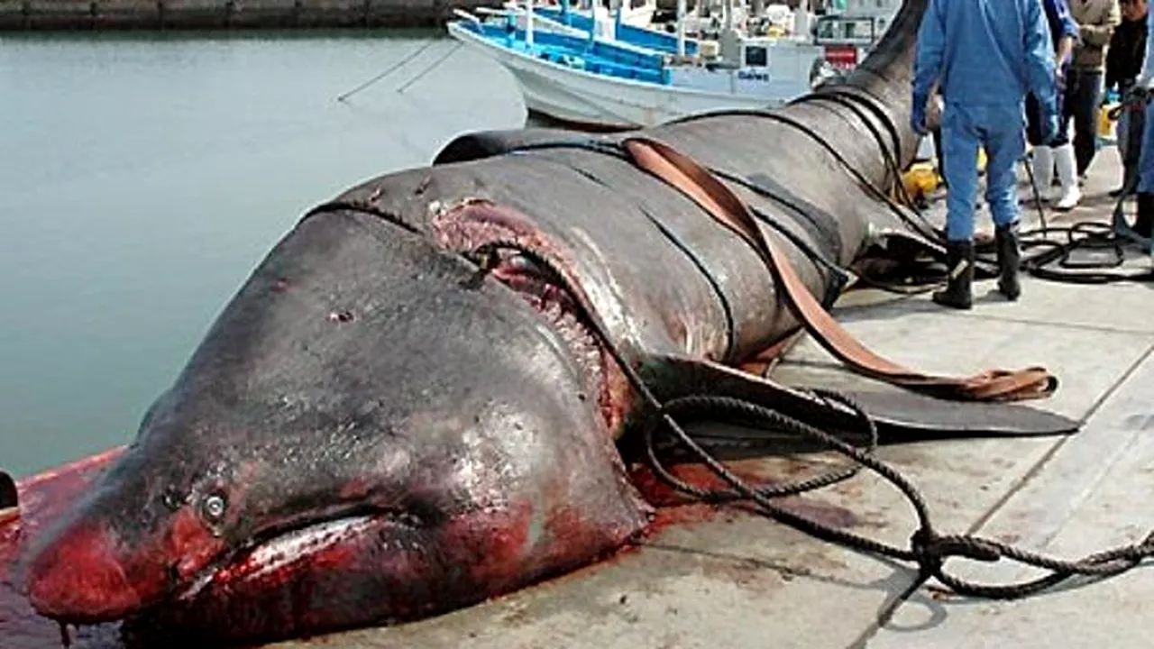 1-giant-shark 