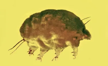 Porcuşorul de mucegai, nevertebrata microscopică care rivalizează cu tardigradele
