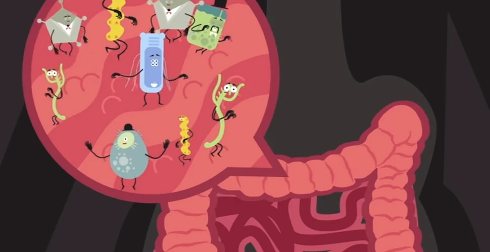 Bacteriile intestinale pot reduce riscul de boli cardiovasculare – studiu
