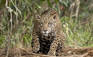 Pentru prima dată, a fost înregistrat mieunatul unui jaguar