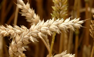 „Sfântul Graal” al grâului ar putea hrăni întreaga planetă supraîncălzită