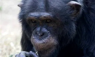 Cimpanzeii improvizeaza unelte complexe