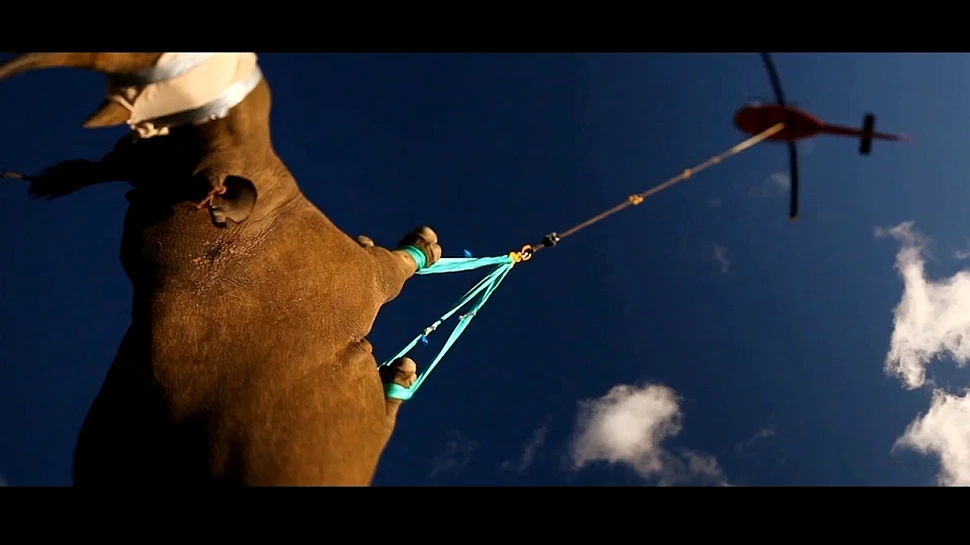 Cum zboară un rinocer? Cu picioarele în sus! (VIDEO)