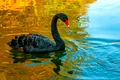 Test de cultură generală. Care animal rar nu este deloc rar?