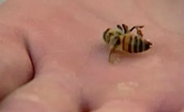 O maladie misterioasa duce la disparitia albinelor din nordul Americii