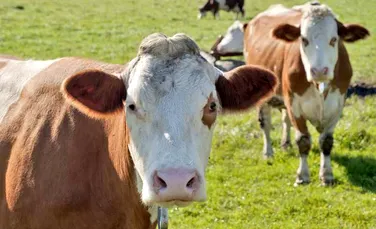 Vacile austriece au fost dotate cu GPS pentru liniştea turiştilor