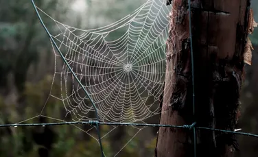 Cercetătorii au aflat de ce mătasea și pânza de păianjen sunt atât de rezistente și flexibile