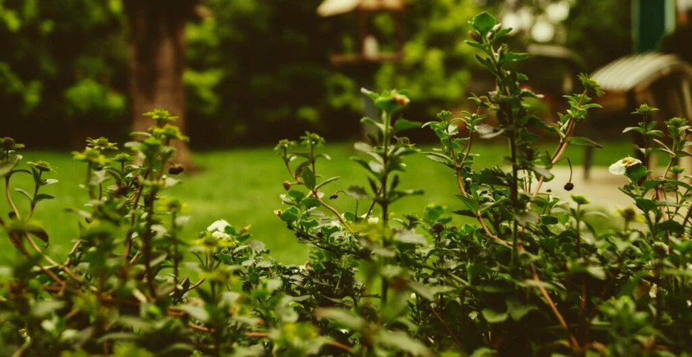 Căsuțe de grădină: ce trebuie să știi și ce material să alegi