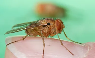 Un nou exemplu uimitor de evoluție a fost descoperit de cercetători