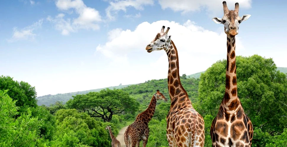Secretul genetic al girafei, cel mai faimos şi graţios gigant al savanei Africane, a fost elucidat