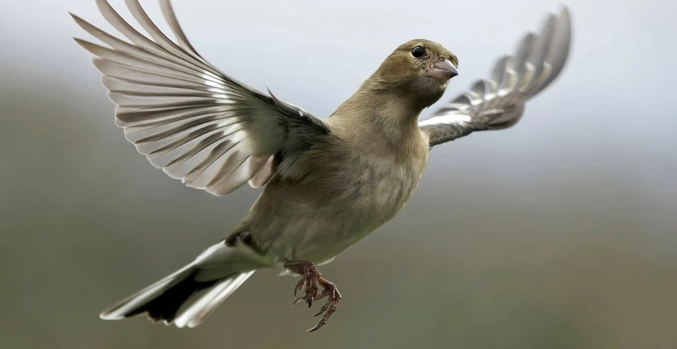 Păsările au un misterios „simț cuantic”, iar cercetătorii l-au observat direct pentru prima oară în istorie