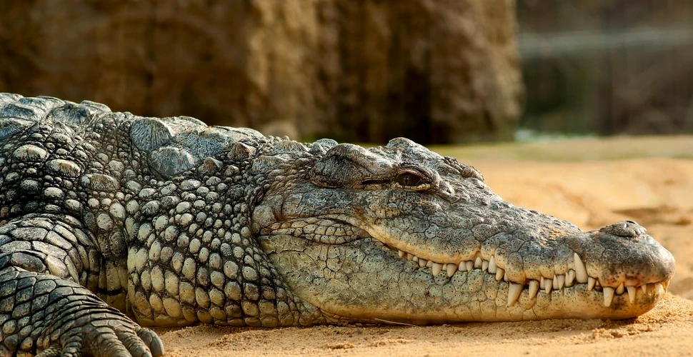 Cei mai mari crocodili care au trăit puteau să mănânce chiar și dinozauri