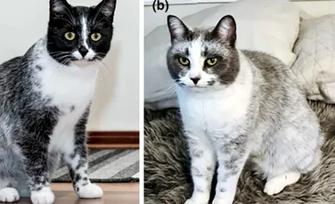 O mutație a dus la apariția unui nou tip de pisică, spun oamenii de știință