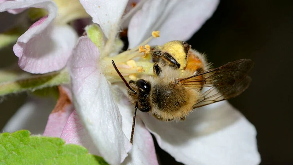 Cum influențează florile transmiterea virusurilor la albine?