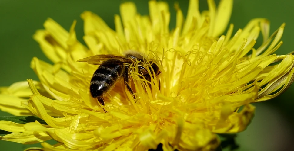 Vinovatul pentru dispariţia albinelor: un insecticid pentru porumb