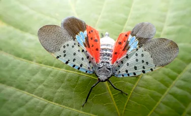Cum a reușit o insectă să invadeze Statele Unite mai repede ca niciodată?