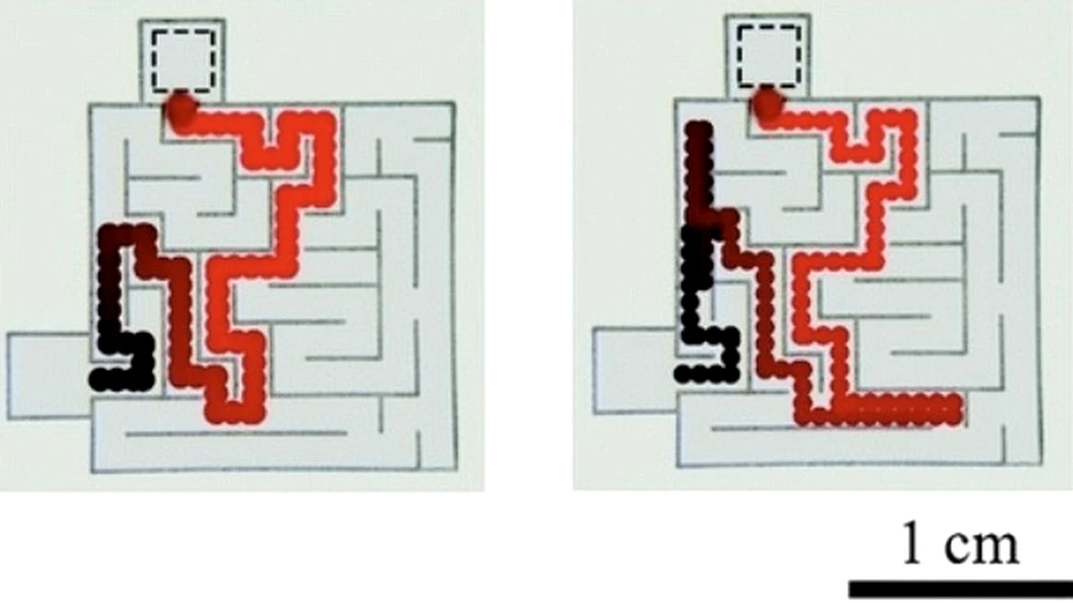 Cum “dresezi” o picatura de ulei, in scop nobil?