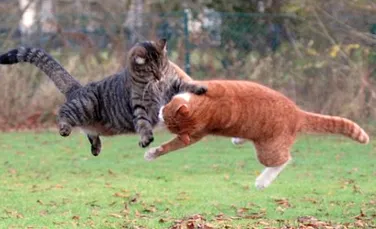Pisicile lupta in Mortal Kombat