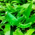 Studiu: Insectele își „îngrijesc” rănile la fel ca mamiferele