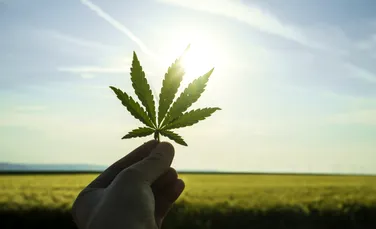 Test de cultură generală. Care este diferența dintre cânepă și marijuana?