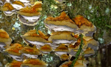 O ciupercă rară poate ucide celulele canceroase, descoperă cercetătorii