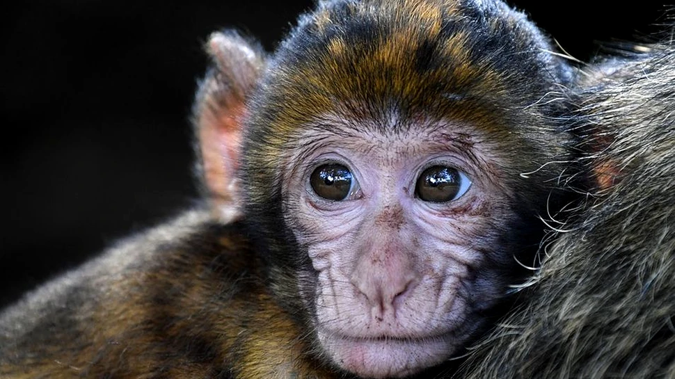 După ce au efectuat experimente pe creierele maimuţelor, trei oameni de ştiinţă de la unul dintre cele mai mari institute de cercetare din lume ar putea ajunge la închisoare