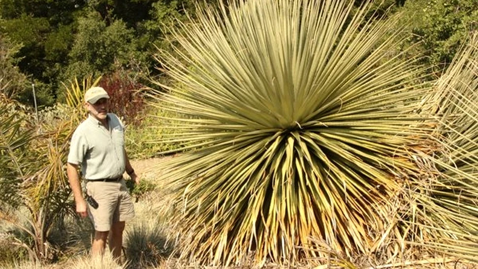 „Regina Anzilor”, floare care înfloreşte o dată la 100 de ani, se pregăteşte să uluiască iubitorii plantelor