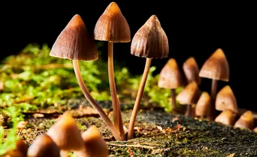 Ciupercile au dezvoltat capacitatea de a produce psilocibină de două ori independent. Motivul rămâne un mister