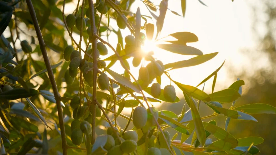 Care este cel mai însorit loc de pe Pământ?