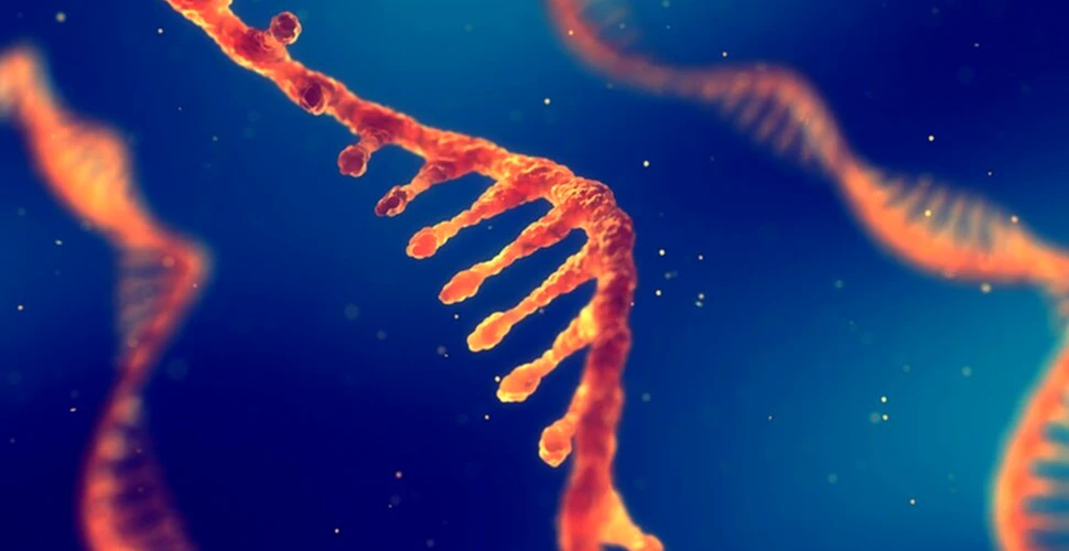 Cum afectează schimbările de mediu formele ARN-ului în celulele vii?