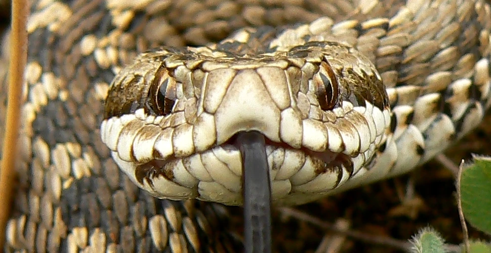 Vipera de stepă moldavă: cine este misteriosul şarpe care trăieşte doar în România ?