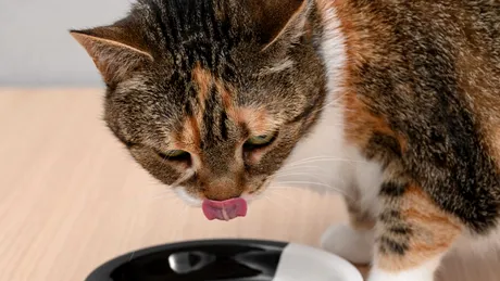 Confirmat științific! De ce este bine să încălzim mâncarea pentru pisici?