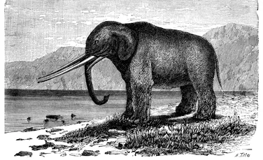 Test de cultură generală. Care este diferența dintre mamuți și mastodonți?