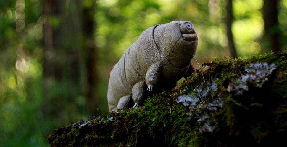 O nouă specie de tardigradă a fost găsită în dunele de nisip din Finlanda