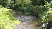 Râurile se încălzesc și pierd oxigen mai rapid decât oceanele, au descoperit cercetătorii