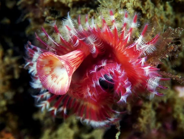 Viermele segmentat are tentacule colorate pentru filtrarea hranei şi schimbul de gaze