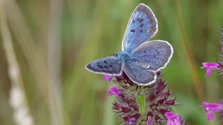 Oamenii de știință au aflat cum comunică omizile cu furnicile