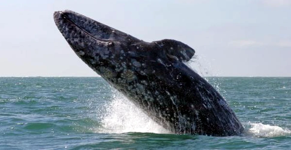 Balena gri vestica
