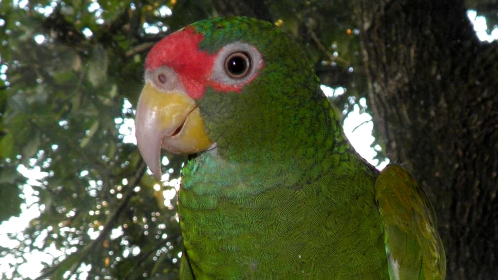 O nouă specie de papagal cu un strigăt ,,unic” a fost descoperită în Mexic