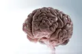 Creierul mic nu este atât de mic