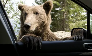 Un turist însoțit de copil a sfidat inspectorii silvici ca să-și facă poze cu ursul pe Transfăgărășan