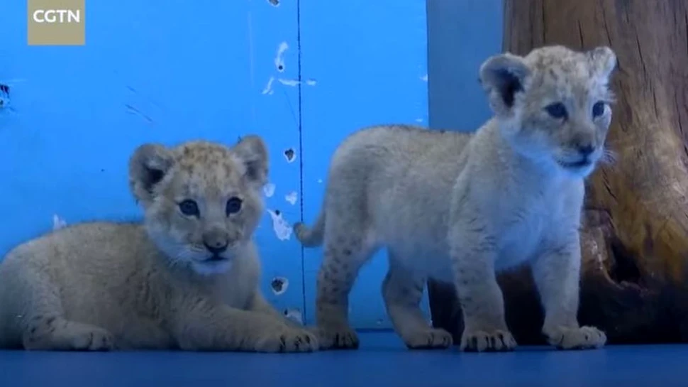 Patru pui adorabili, dintr-o specie extrem de rară de tigru, născuți la o grădină zoologică din China