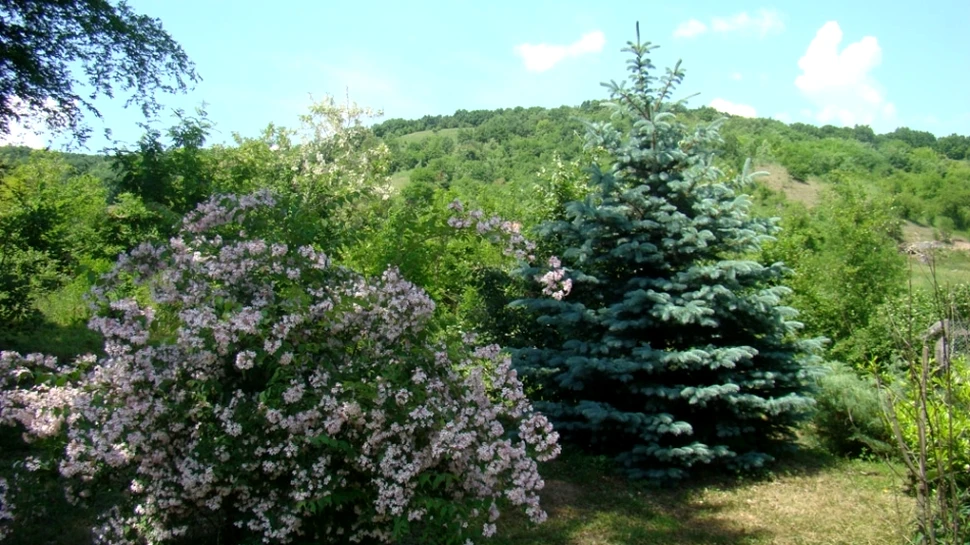 A fost inaugurat un nou parc dendrologic în România! Se întinde pe 21 de hectare şi cuprinde 1.100 specii de arbori