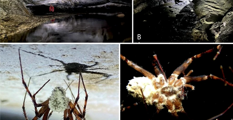 O specie de ciupercă proaspăt descoperită transformă păianjenii în zombi