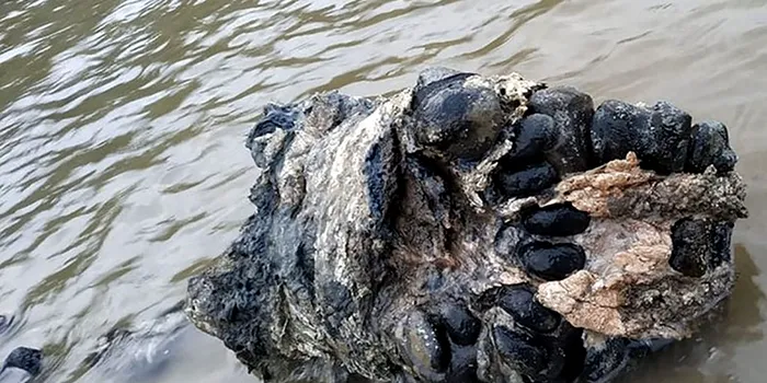 Scheletul unui mamut tânăr, descoperit în Siberia. Cercetătorii speră să îi găsească și creierul