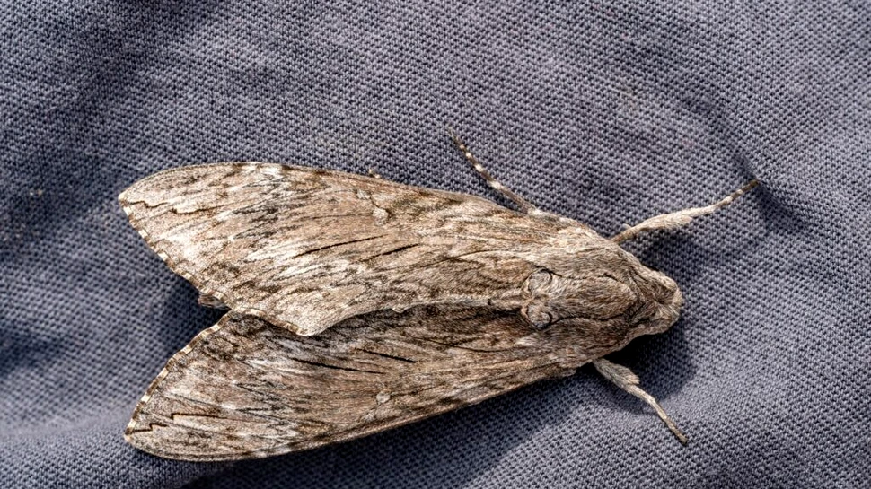 Test de cultură generală. Ce mănâncă moliile?