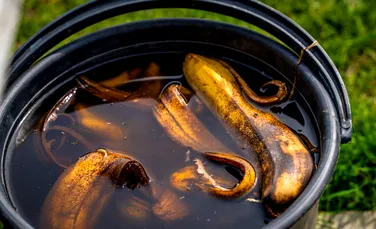 Cojile de banane, aliatul de nădejde în grădină. Cum ajută plantele primăvara?