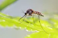 Creșterea temperaturilor slăbește sistemul imunitar al țânțarilor, arată un nou studiu