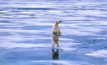 Un meteorolog aduce vești triste despre urșii polari din Arctica